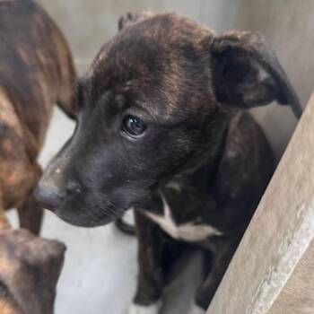 Mixed Breed Dogs Available for Adoption - Joey | PetCurious