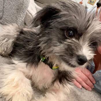 Rixsie -  Yorkshire Terrier Dog for Adoption in Raleigh, North Carolina - Rixsie | PetCurious