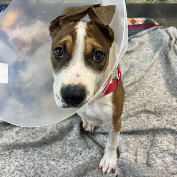 Citrus -  Mixed Breed Dog for Adoption in Pittsburgh, Pennsylvania - Citrus | PetCurious