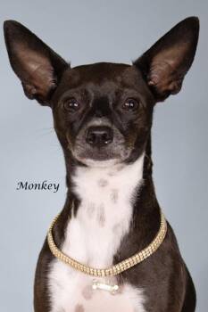 Monkey -  Chihuahua and Shepherd Dog for Adoption in Gilbert, Arizona - Monkey | PetCurious