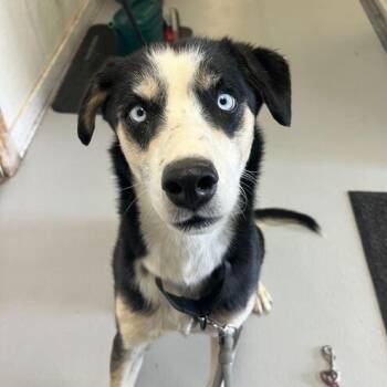 Rescue Husky Dogs for Adoption in Driggs, Idaho - Hickory | PetCurious