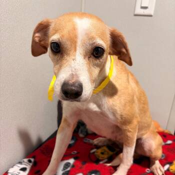 Flip Flop -  Rat Terrier and Dachshund Dog for Adoption in Tampa, Florida - Flip Flop | PetCurious