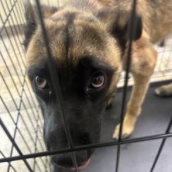 Aldo( was Cujo) -  German Shepherd Dog and Great Pyrenees Dog for Adoption in Chattanooga, Tennessee - Aldo( Was Cujo) | PetCurious