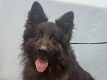 Bucky -  German Shepherd Dog and Mixed Breed Dog for Adoption in Minneapolis, Minnesota - Bucky | PetCurious