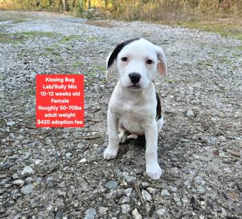 Labrador Retriever and American Bully Dogs Available for Adoption - Kissing Bug | PetCurious