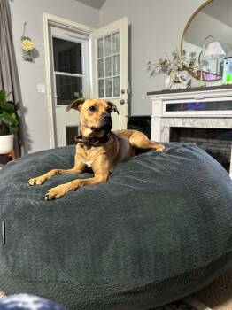 Rescue Labrador Retriever and Retriever Dogs for Adoption in Shawnee, Oklahoma - Oscar | PetCurious