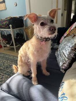 Maltese Dogs Available for Adoption in Portland, Maine - Keebler(FEE SPONSORED) | PetCurious