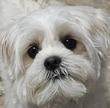 MARSHIE -  Shih Tzu and Yorkshire Terrier Dog for Adoption in Fenton, Michigan - MARSHIE | PetCurious
