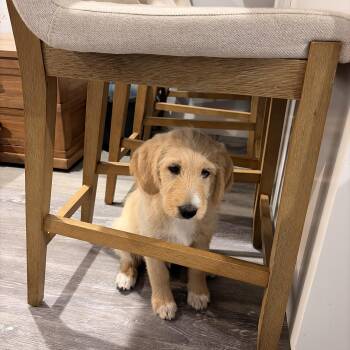 Goldendoodle Dogs Available for Adoption in Torrance, California - Iris | PetCurious