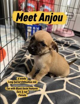 Anjou -  Chihuahua Dog for Adoption in Vancouver, Washington - Anjou | PetCurious