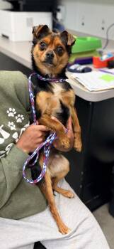 Chihuahua and Mixed Breed Dogs Available for Adoption in Bowling Green, Kentucky - Taco | PetCurious