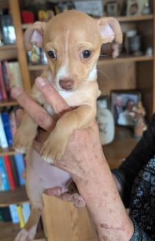 Chihuahua Dogs Available for Adoption in Albuquerque, New Mexico - Colette - PUPPY | PetCurious
