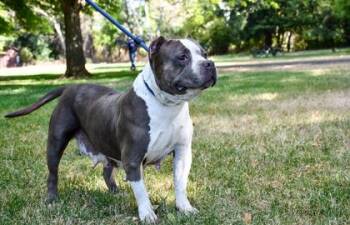 Boba -  Fox Terrier Dog for Adoption in Yakima, Washington - Boba | PetCurious
