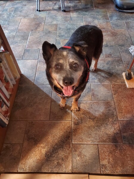 blue heeler en español