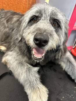 Rescue Bearded Collie Dogs for Adoption in Elmwood Park, Wisconsin - Ralphie | PetCurious