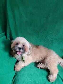 Rescue Mixed Breed Dogs for Adoption in Puyallup, Washington - Snickers | PetCurious