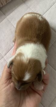 Male longhair red piebald  -  Miniature Dachshund Dog for Sale in Bethany, Connecticut - Male Longhair Red Piebald  | PetCurious