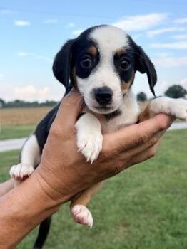 Asher -  Australian Shepherd and Dachshund Dog for Adoption in Morton Grove, Illinois - Asher | PetCurious