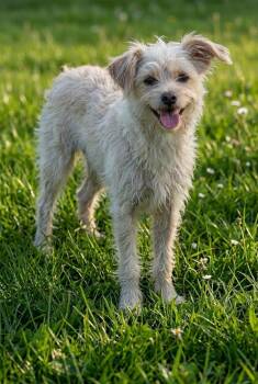 GUERA -  Cairn Terrier Dog for Adoption in Dallas, Texas - GUERA | PetCurious