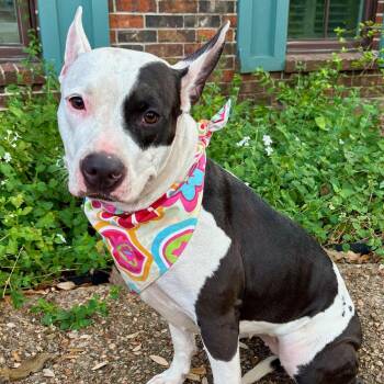 American Bully and American Staffordshire Terrier Dogs Available for Adoption - DARLING DAISY - Super Calm And Sweet! | PetCurious