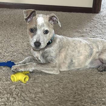 Rescue Terrier and Australian Cattle Dog Blue Heeler Dogs for Adoption in Shakopee, Minnesota - Sally | PetCurious