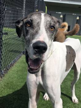 Great Dane Dogs Available for Adoption - Grayce | PetCurious