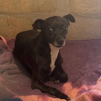 Chihuahua Dogs Available for Adoption in Clearwater, Florida - KK | PetCurious