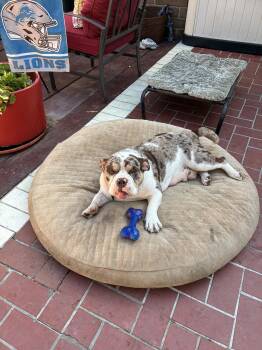 Poppy -  American Bulldog and French Bulldog Dog for Adoption in Orange, California - Poppy | PetCurious