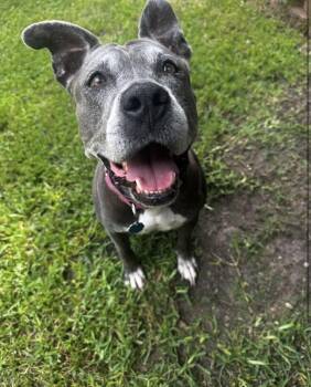 Ivy -  American Staffordshire Terrier and Pit Bull Terrier Dog for Adoption in Mooresville, North Carolina - Ivy | PetCurious
