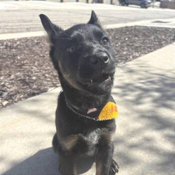 Mixed Breed Dogs Available for Adoption - Brisket | PetCurious