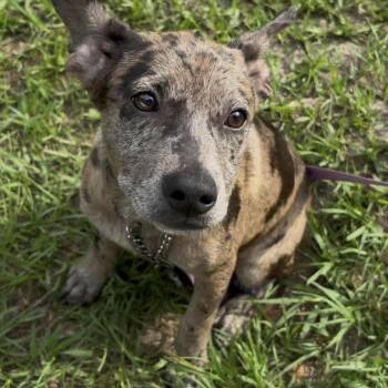 Catahoula Leopard Dog Dogs Available for Adoption in Cleveland, Texas - Marla | PetCurious
