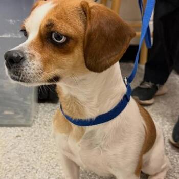 Beagle Dogs Available for Adoption - Jacki | PetCurious