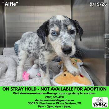 Alfie -  Australian Cattle Dog Blue Heeler Dog for Adoption in Denison, Texas - Alfie | PetCurious