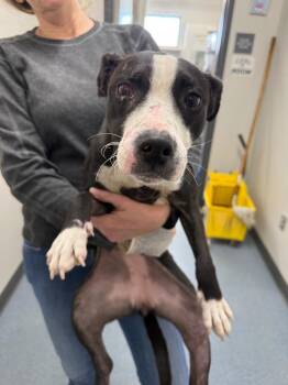 Mixed Breed Dogs Available for Adoption - Baylen | PetCurious