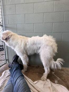 Great Pyrenees Dogs Available for Adoption in Chattanooga, Tennessee - Nikkori | PetCurious