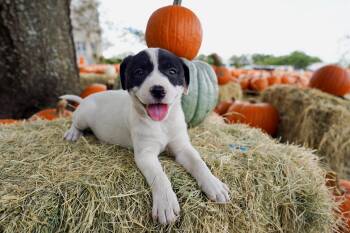 Marimba -  Labrador Retriever Dog for Adoption in San Antonio, Texas - Marimba | PetCurious