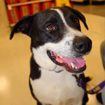 Bobby JuM -  Spaniel and Pointer Dog for Adoption in Austin, Texas - Bobby JuM | PetCurious