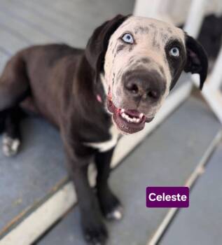 Labrador Retriever and Mastiff Dogs Available for Adoption - Celeste | PetCurious