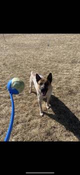 Rescue Australian Cattle Dog Blue Heeler Dogs for Adoption in Prineville, Oregon - Zues | PetCurious