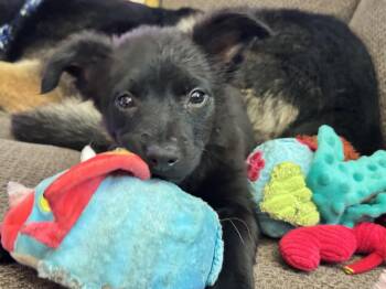 Stormy -  Terrier Dog for Adoption in Penryn, California - Stormy | PetCurious