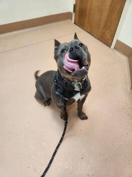 Pit Bull Terrier Dogs Available for Adoption - Lottie | PetCurious