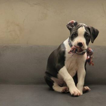 Mannie FC JF -  Pit Bull Terrier and Boxer Dog for Adoption in Union, Missouri - Mannie FC JF | PetCurious