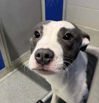 Pit Bull Terrier and Mixed Breed Dogs Available for Adoption in Bloomington, Illinois - VINCENT VAN GO | PetCurious