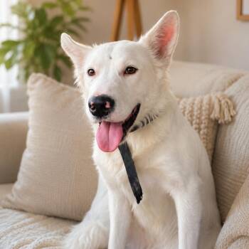 Snow -  White German Shepherd Dog for Adoption in Magnolia, Texas - Snow | PetCurious