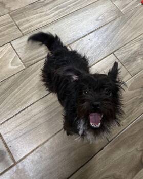 Brussels Griffon Dogs Available for Adoption - Kirby | PetCurious
