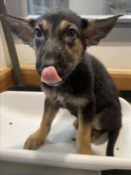 German Shepherd Dog Dogs Available for Adoption in Tracy, California - MARGARITA | PetCurious