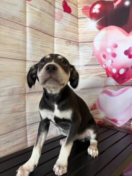 Mixed Breed and Pit Bull Terrier Dogs Available for Adoption - Cordelia - Sponsored By Angie Huston | PetCurious