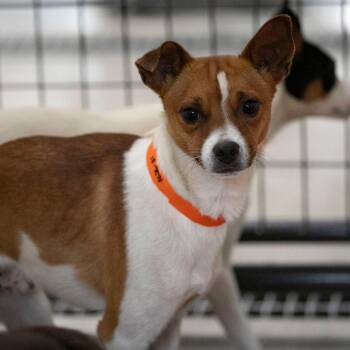 Biscuit (AG26-31) -  Rat Terrier Dog for Adoption in Peyton, Colorado - Biscuit (AG26-31) | PetCurious