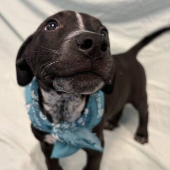 Marco -  Mixed Breed Dog for Adoption in Canal Winchester, Ohio - Marco | PetCurious
