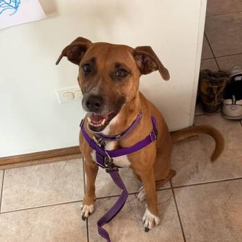 Labrador Retriever and Hound Dogs Available for Adoption - Sasha | PetCurious